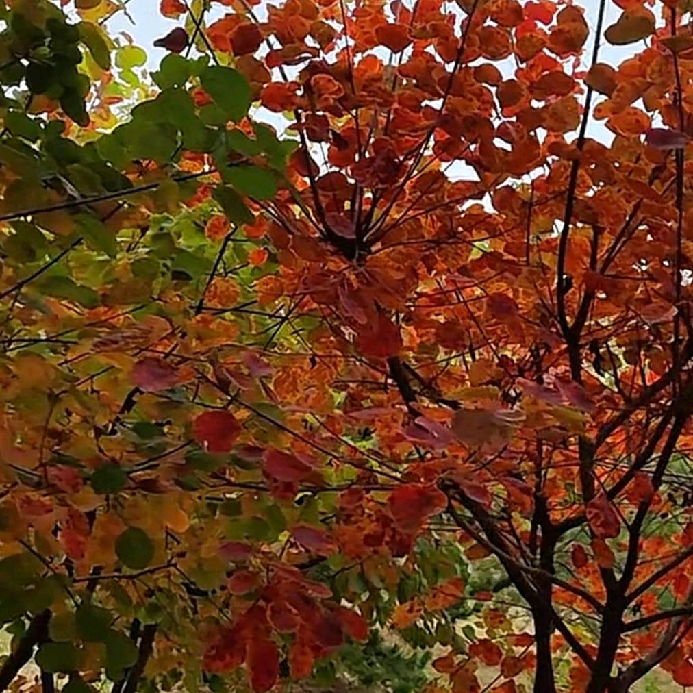 传播传统文化，传播爱