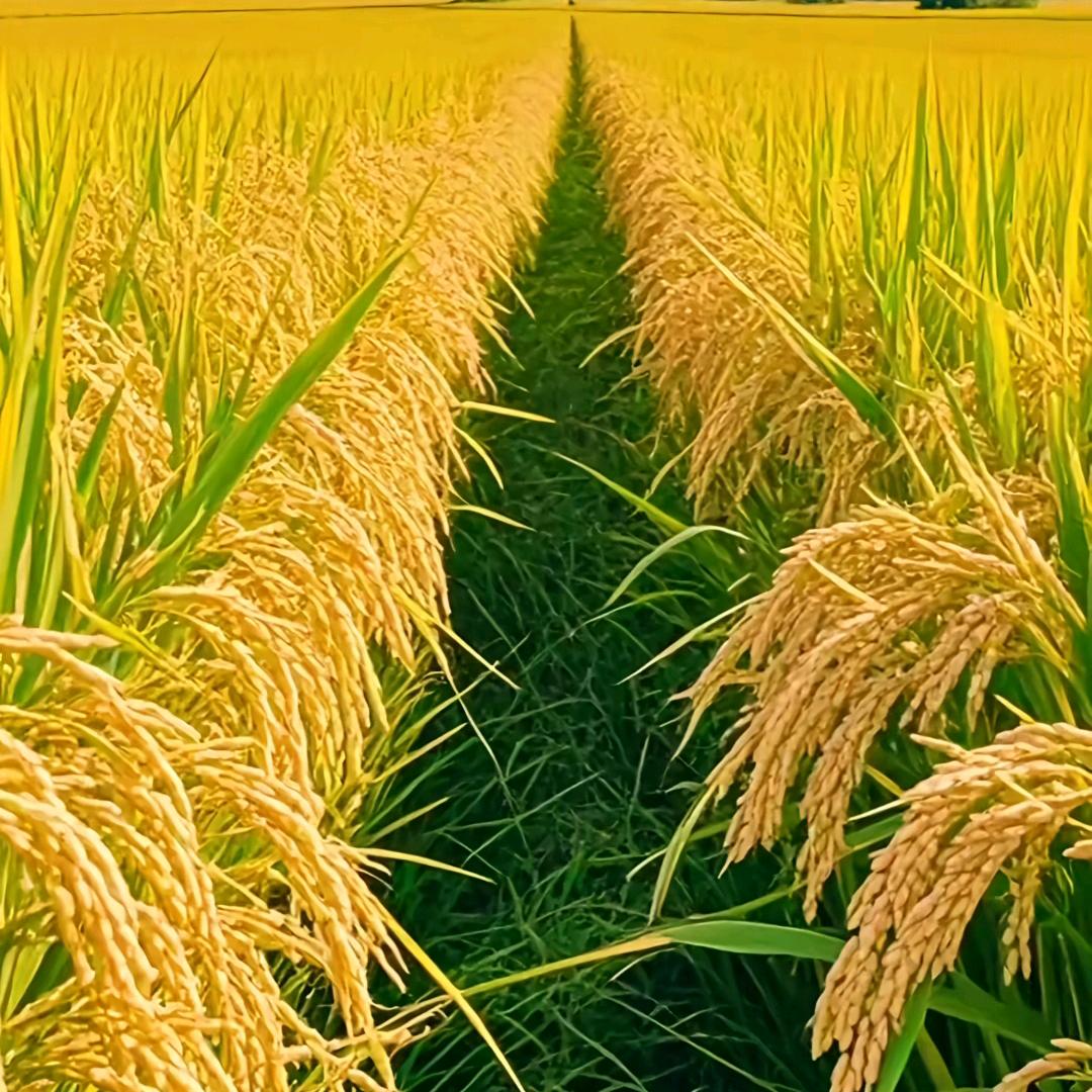 阳阳