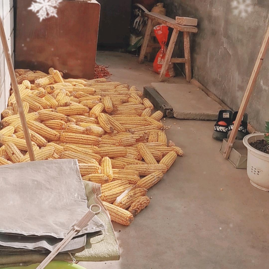 张姊妹(下午6:10开播)