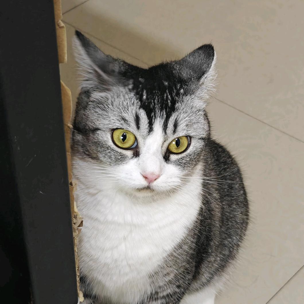 吃猫猫的鱼腥草