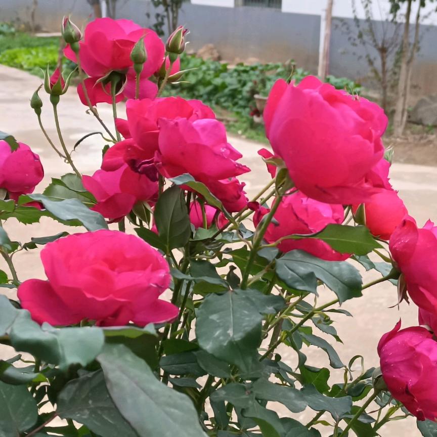 丽丽姐🌹🌹🌹