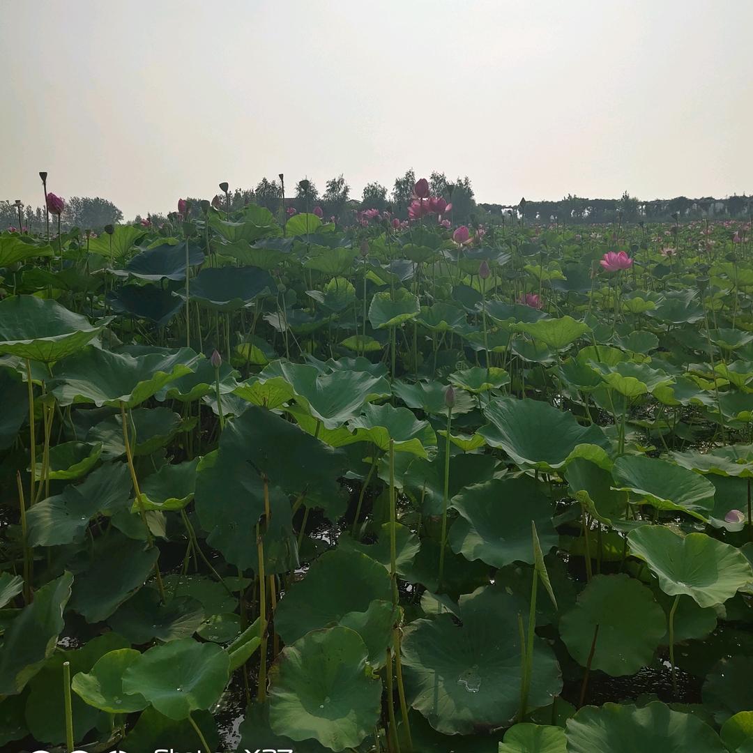 庄稼人。没有文化