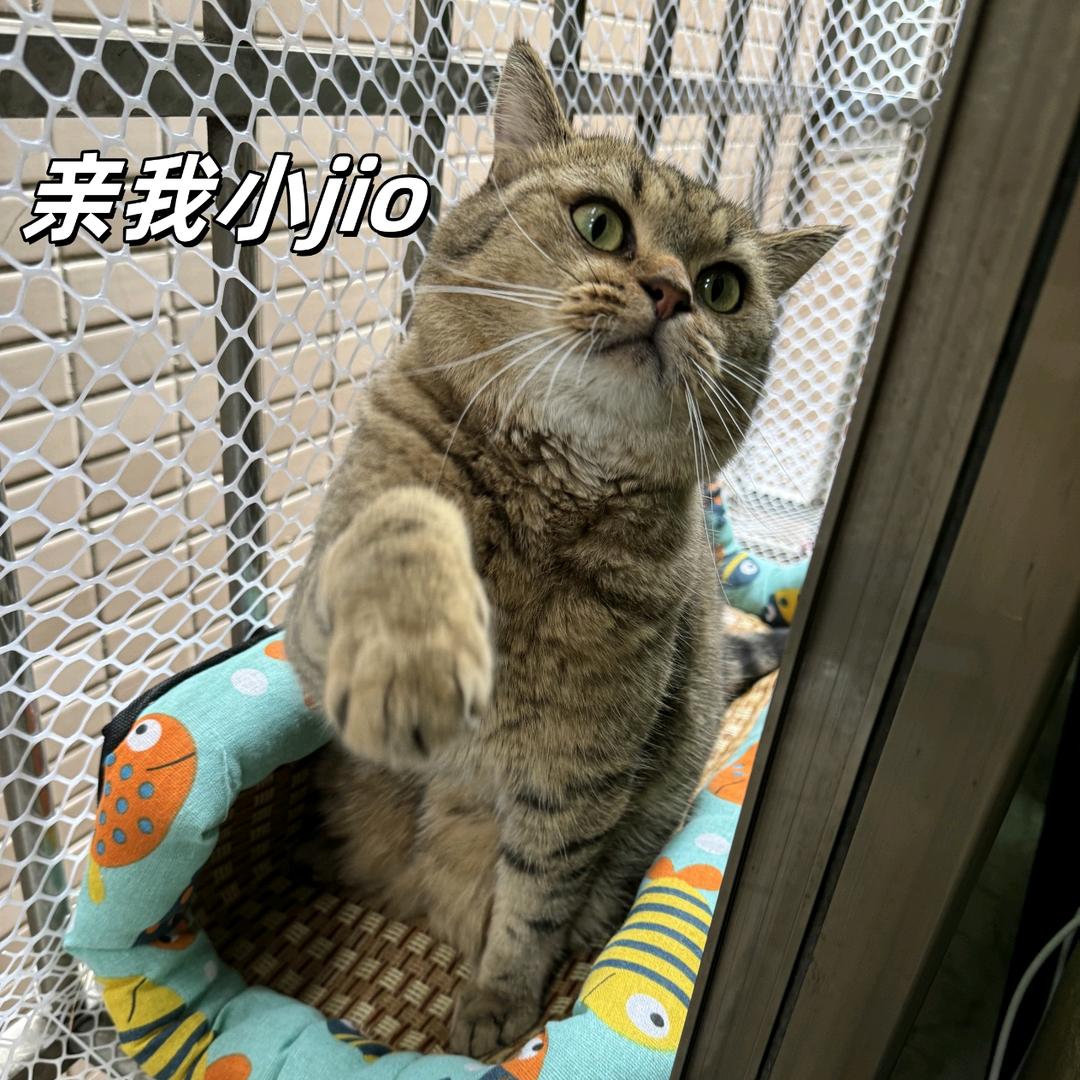 乎乎最能吃