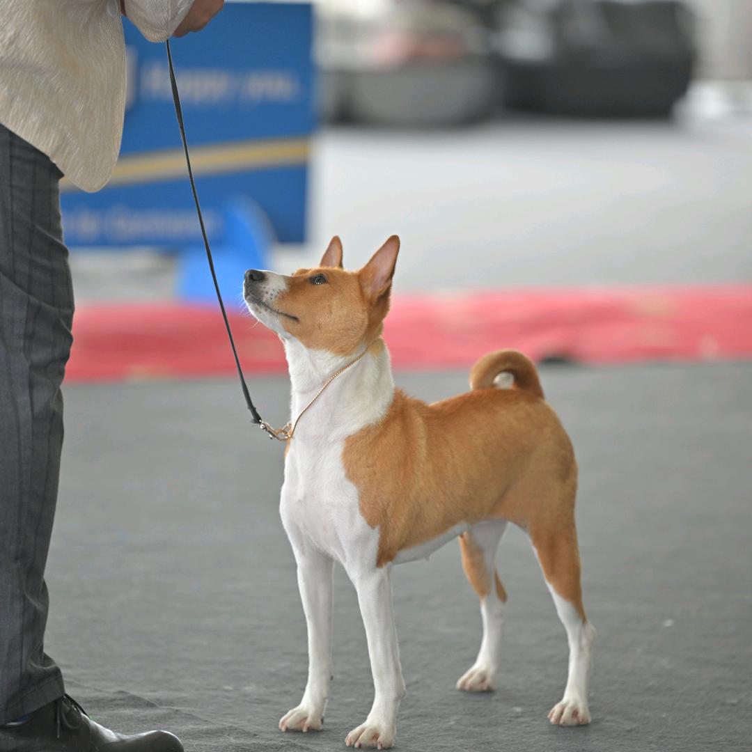 西安立轩犬舍（巴仙吉）