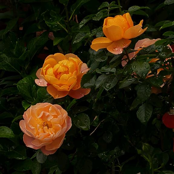 赚够50万就收手