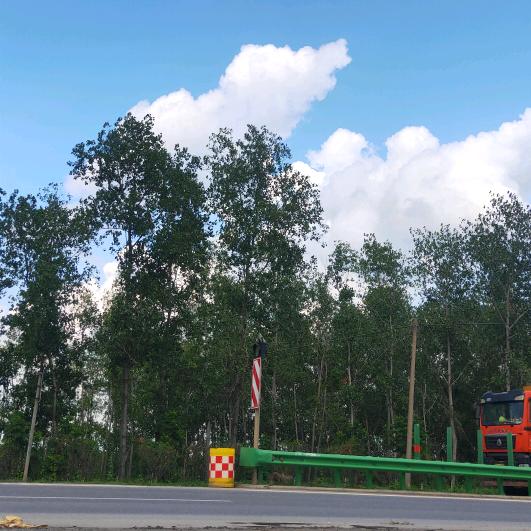 家有乔治🐷两只