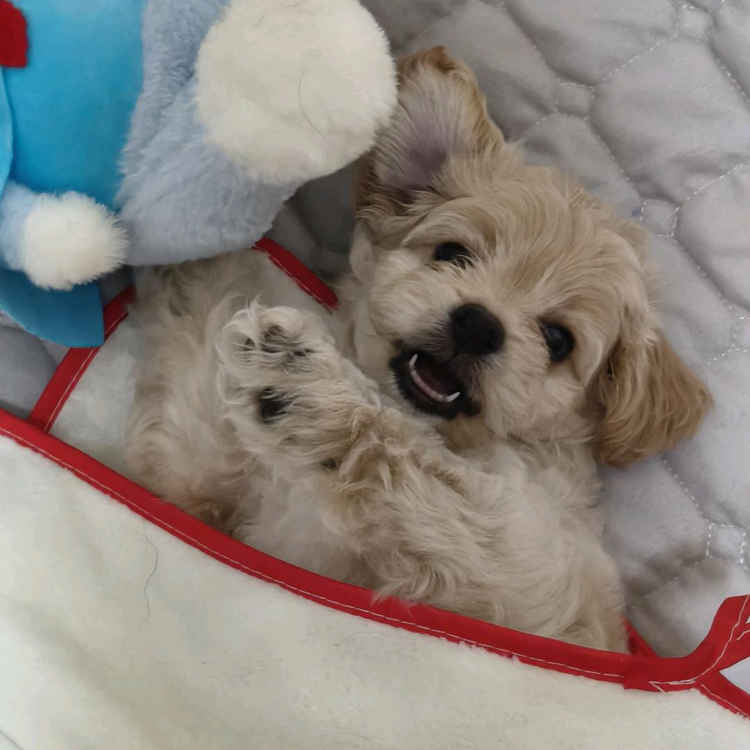 搞钱男人小十七