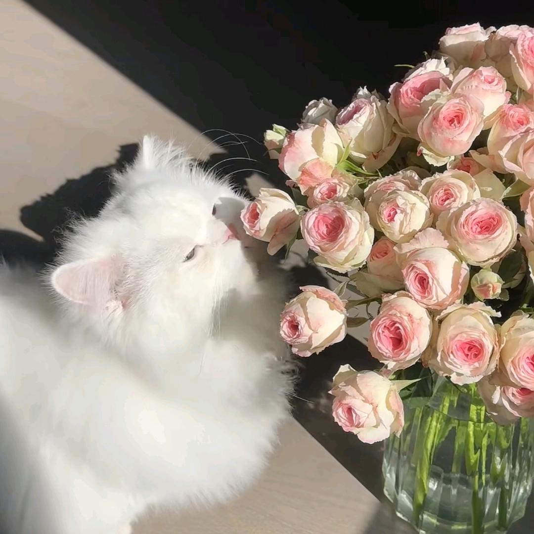 气泡橘汁🍊（事事顺利）