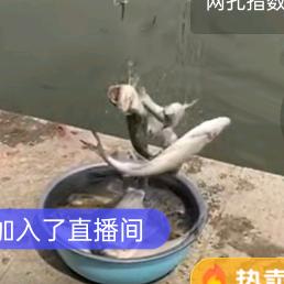 抖音哥