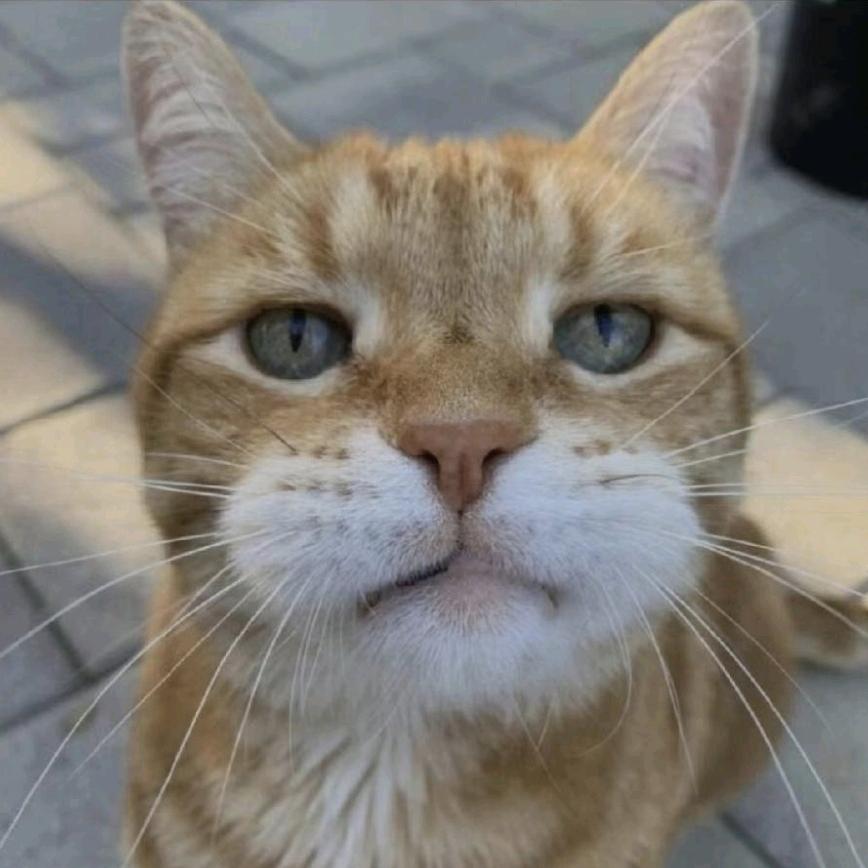 阿扇.
