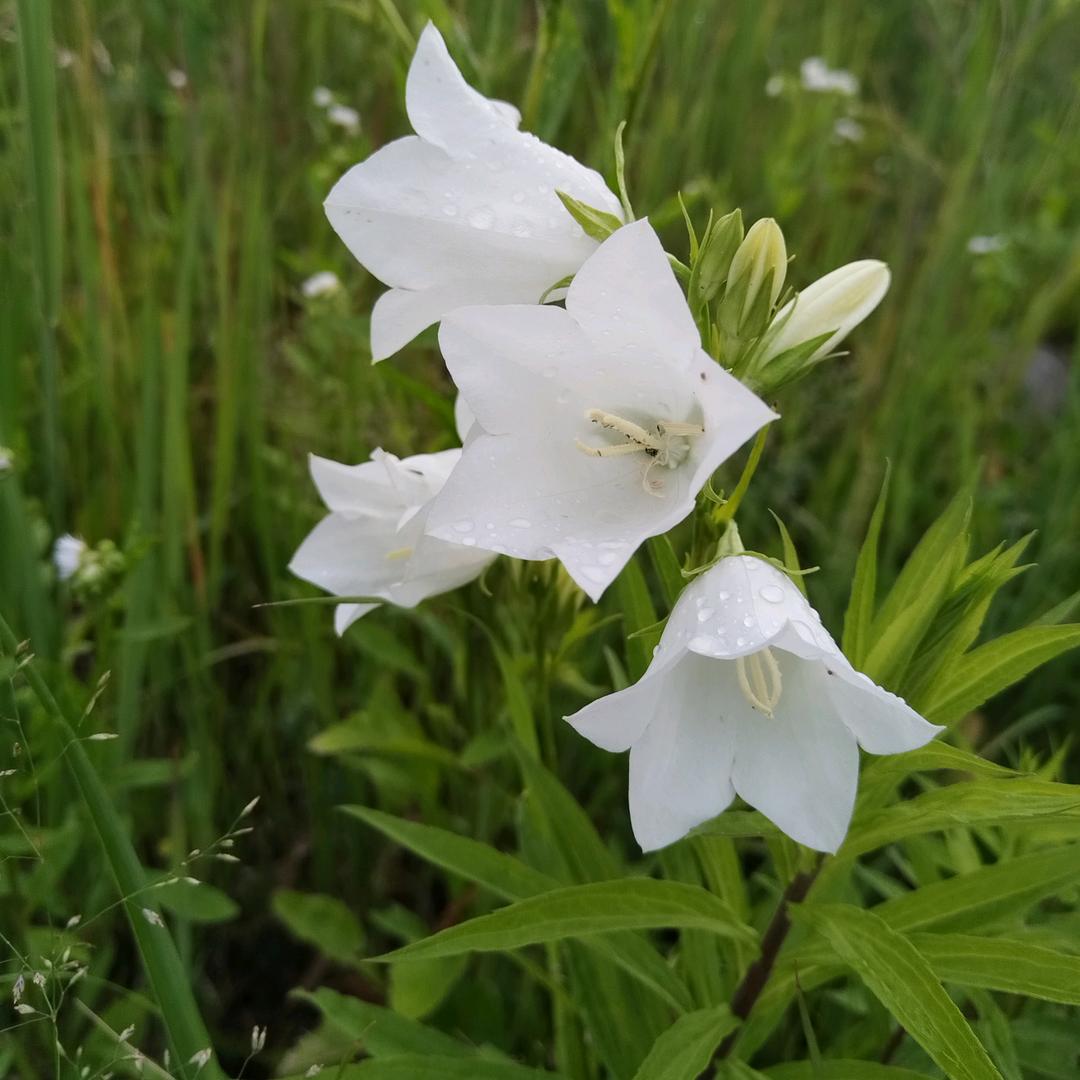 逆流而上的鱼（阳台种植日记）