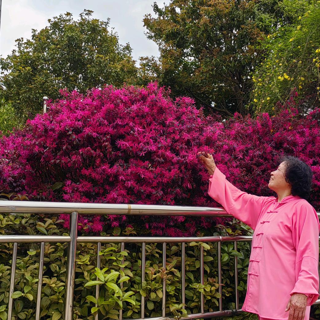 芬