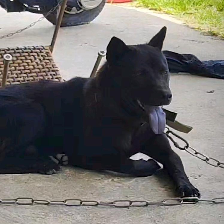 养狗的阿炳（五黑犬舍）