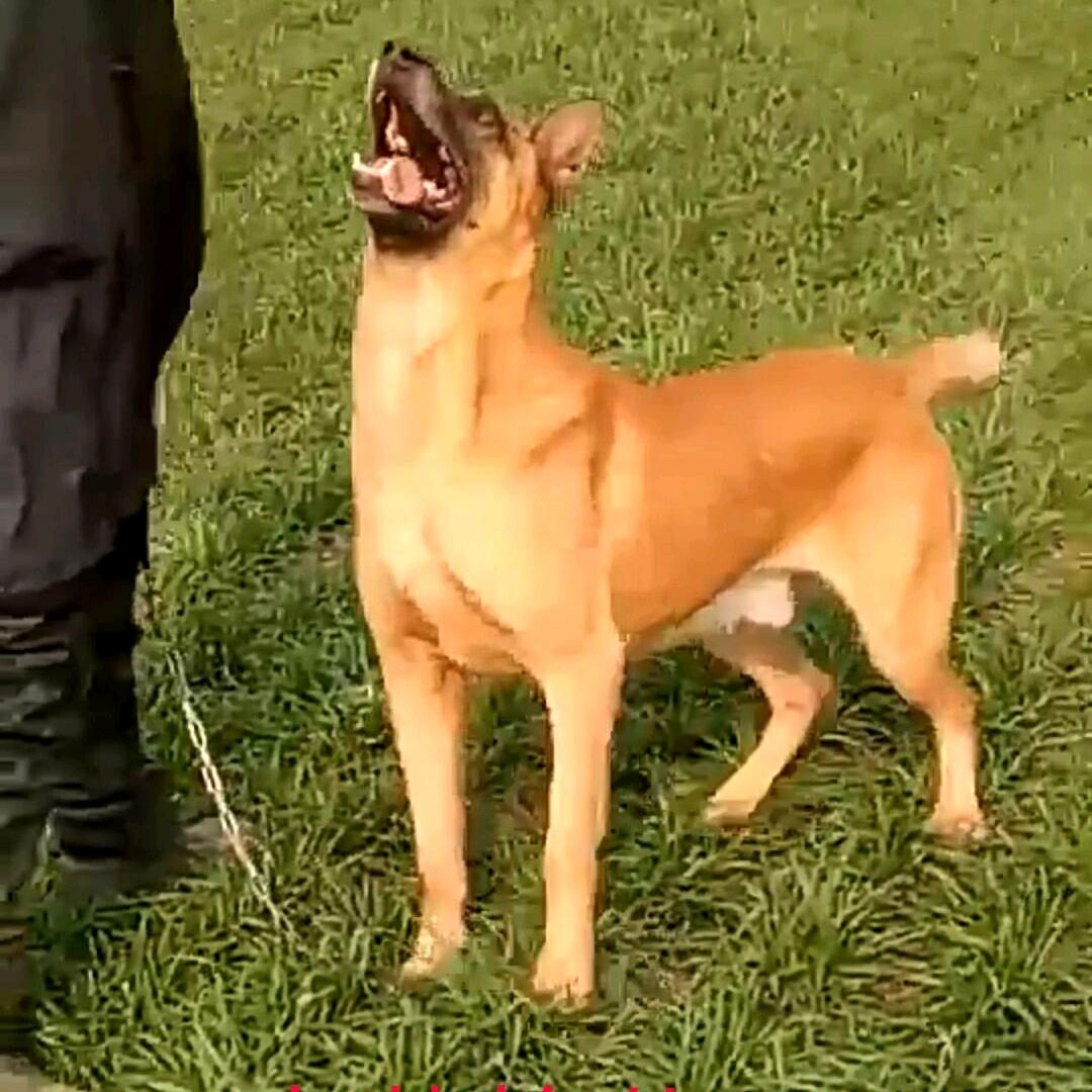 友家犬舍