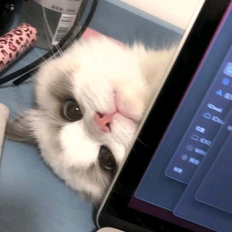 做我怀里的猫i