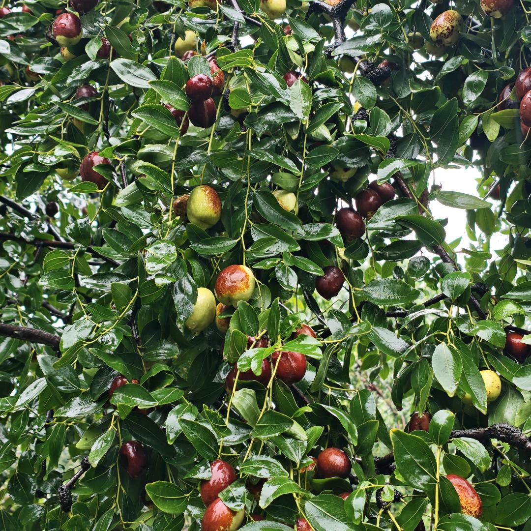 千年相枣在枣园间