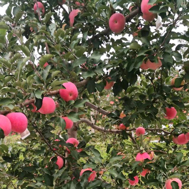 外公外婆的果园