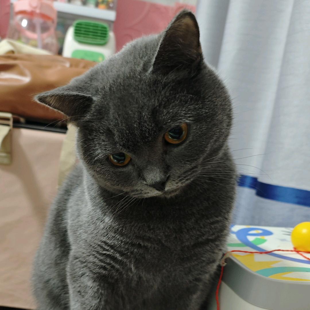 一只八万（再拍就剁手版）