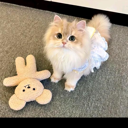 古得猫宁宠物店