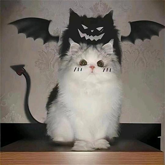 恶魔的猫