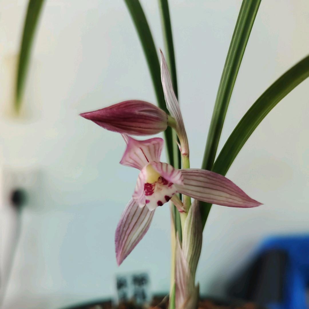 花  匠