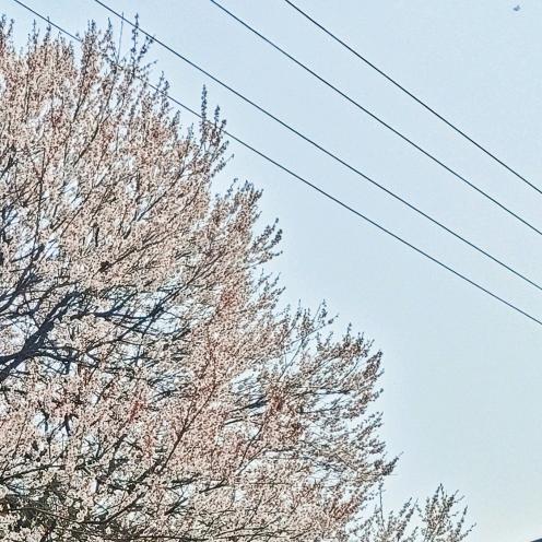 🔆你钓不到的傻鲈