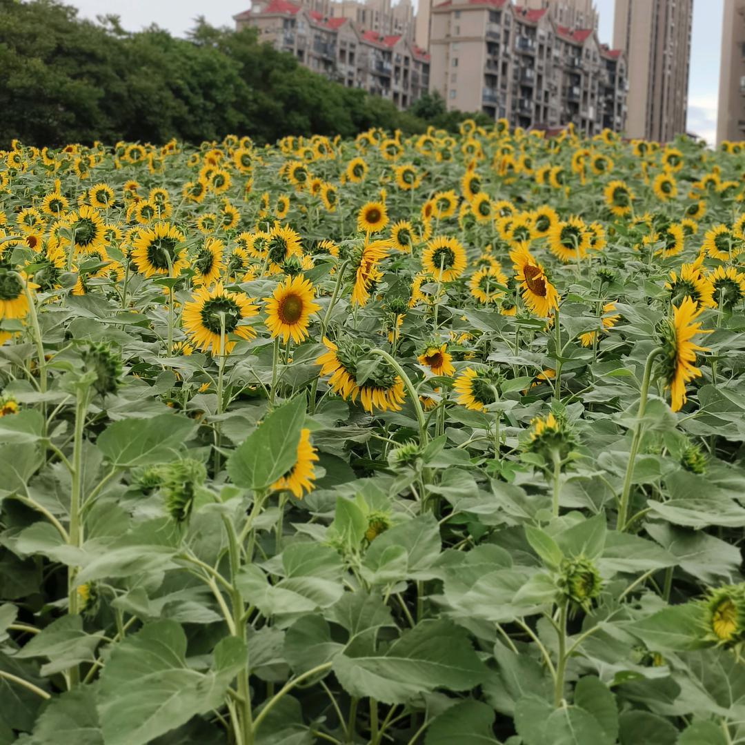 ☀️阳光☀️