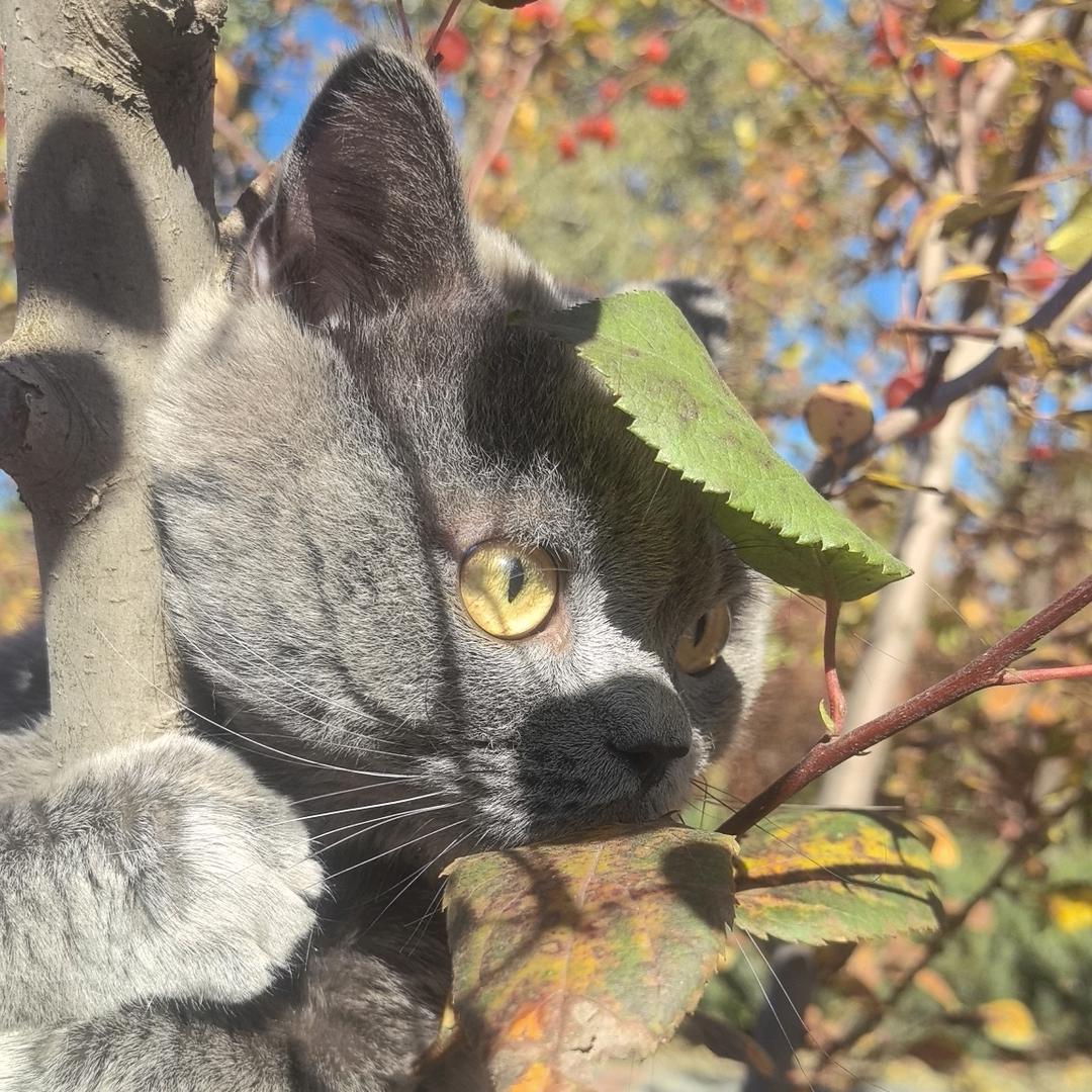 果冻是个小马达～喵～