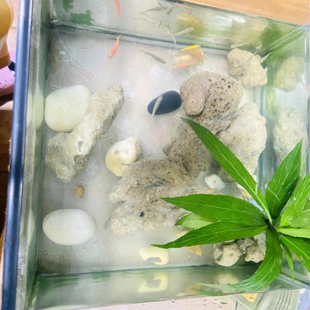 忕佪