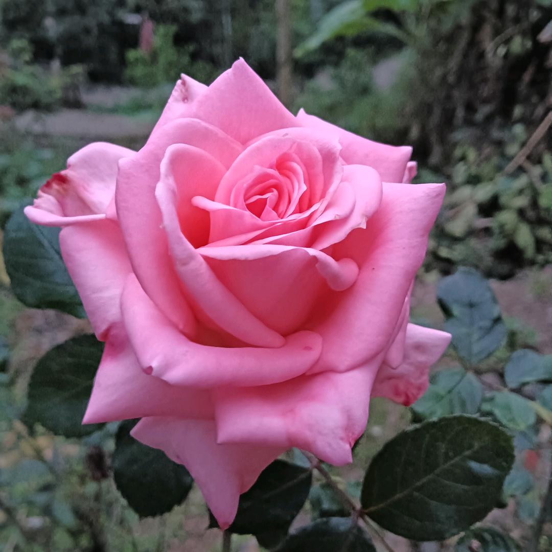 幸运❤️🌸相随☘️🌷