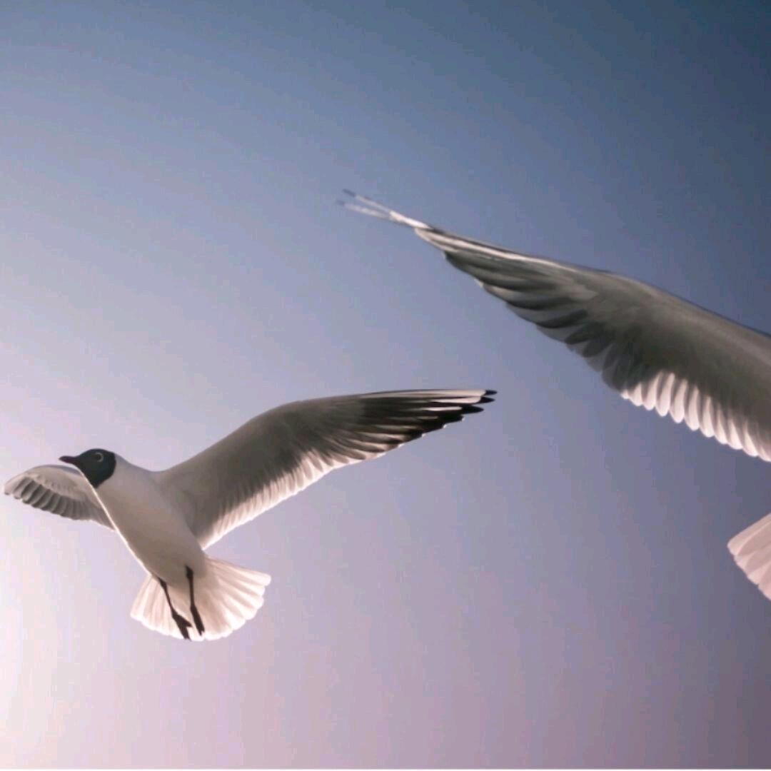 👑不凡婚姻儒学