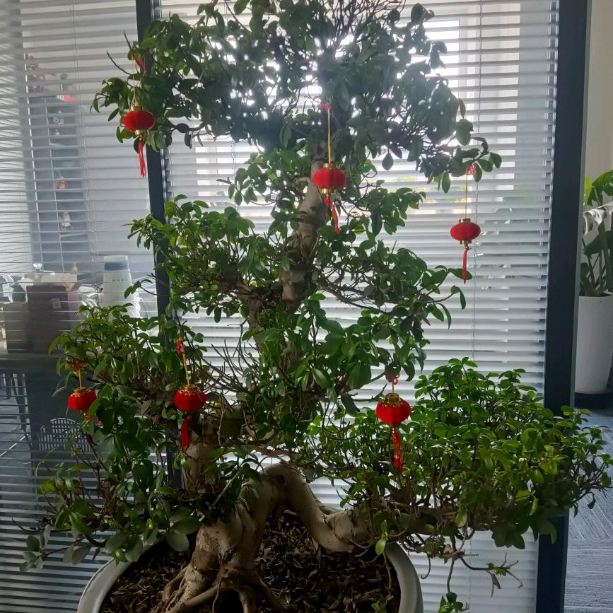 旺财头像