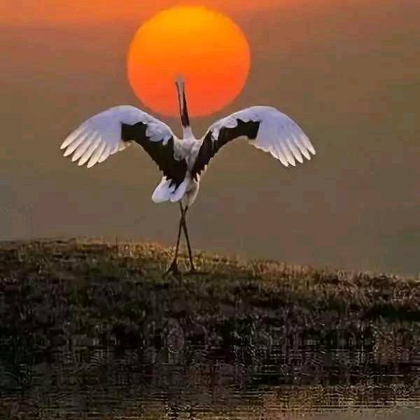 云上鹤影💞👑【1227】