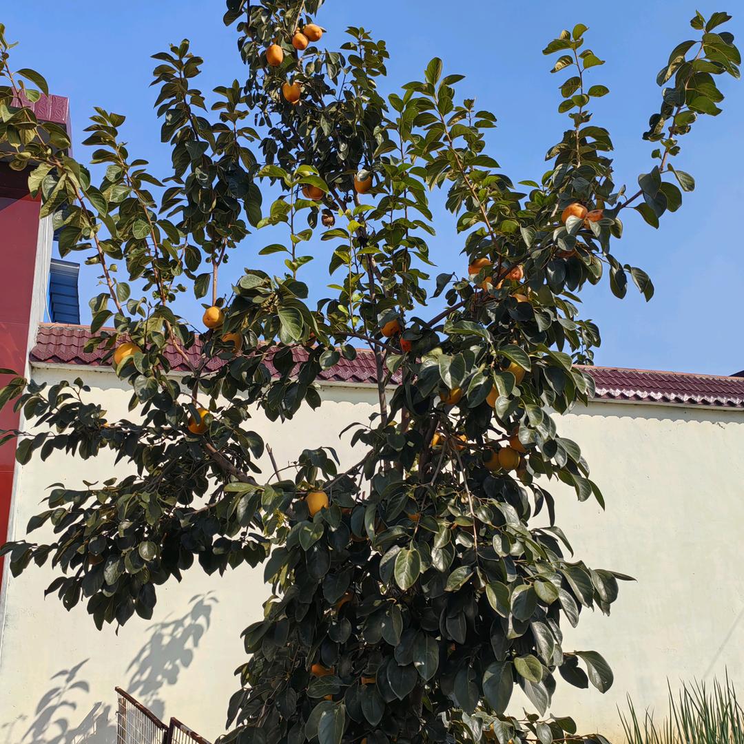 最熟悉的陌生人朋子