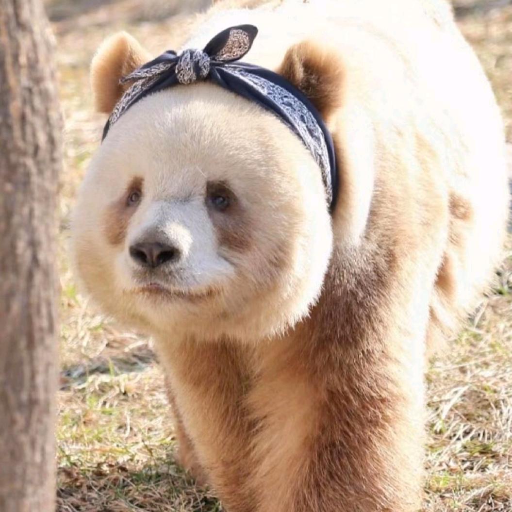 苏嘚瑟