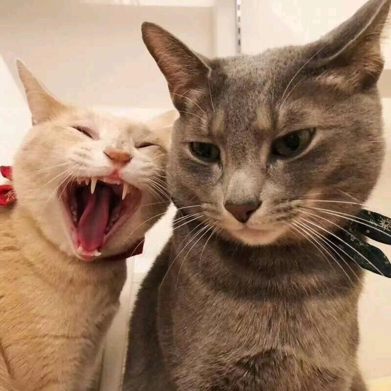 哦豁