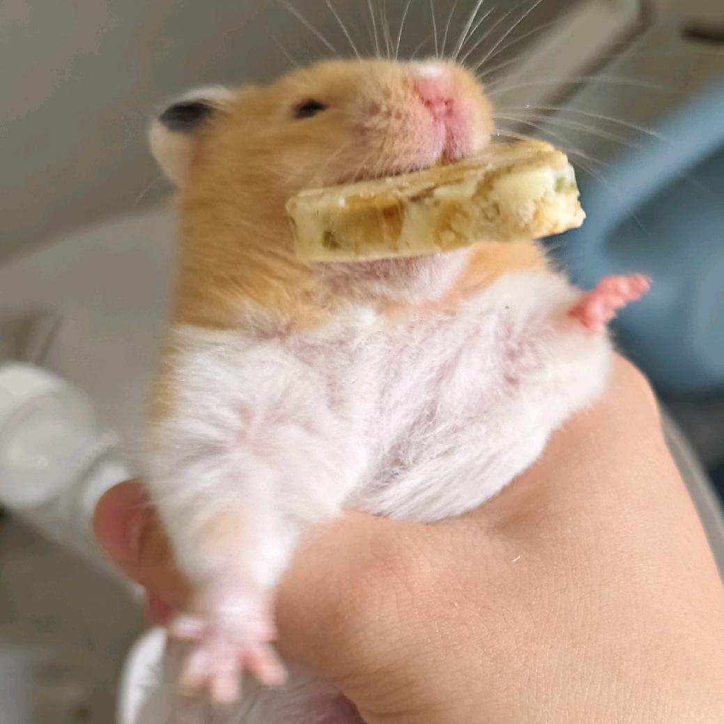 两个章鱼丸子