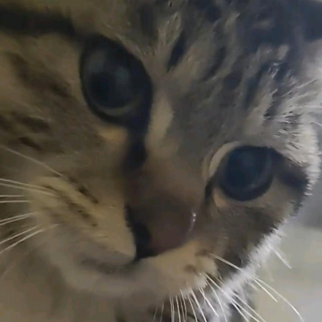 上山打老🐯～