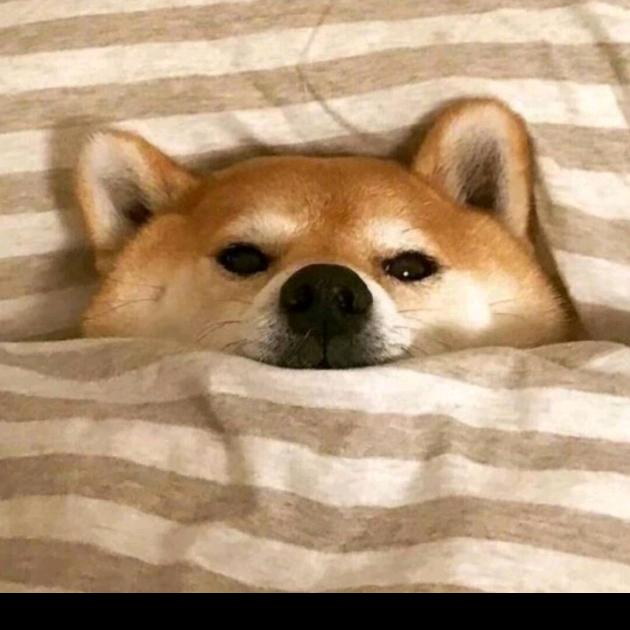 努力的白痴