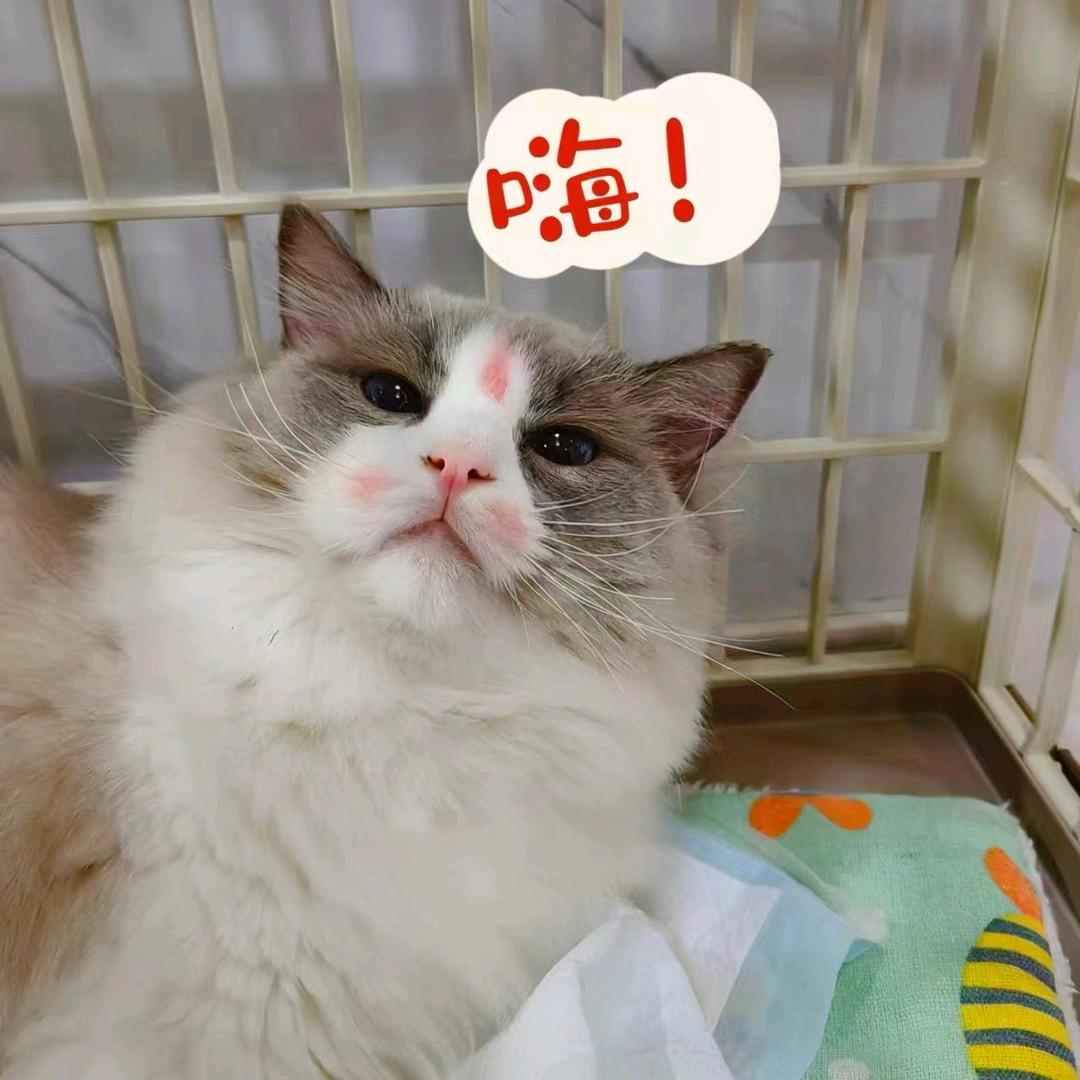 贝莉宠物医院官方号