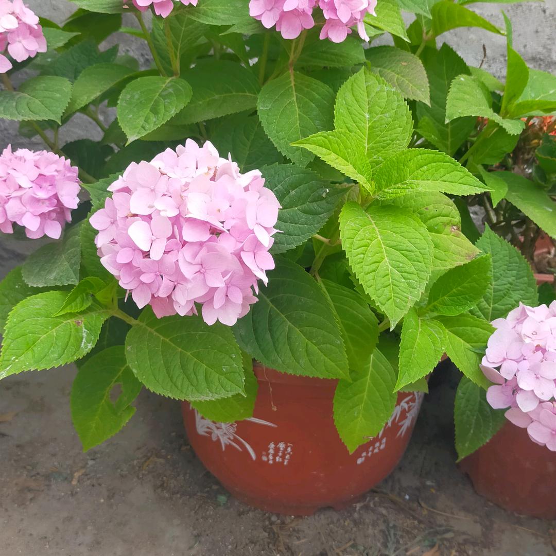 花开满圆