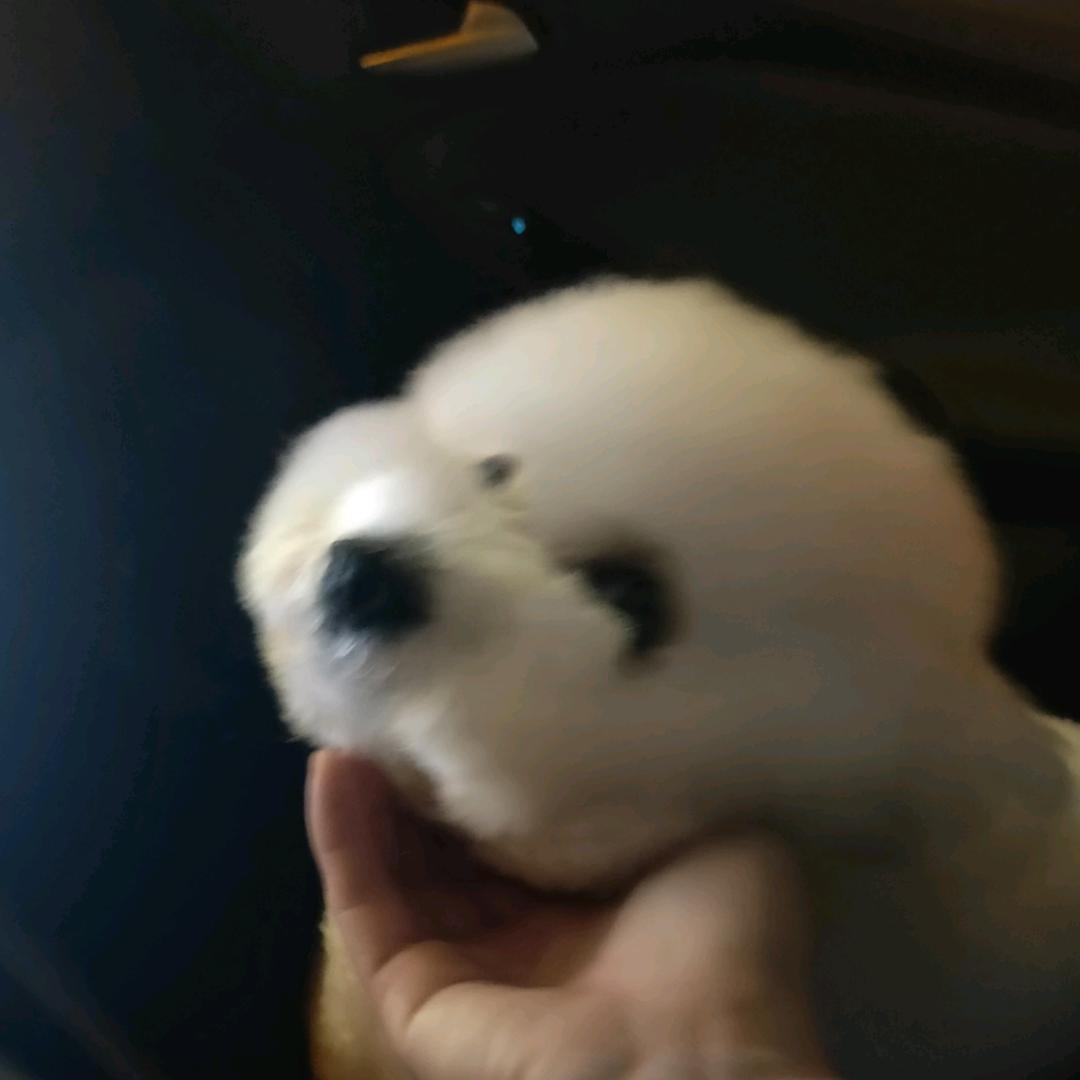 隔壁车小哥哥