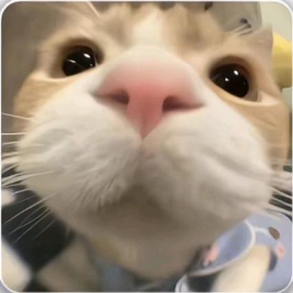 黑色猪脚