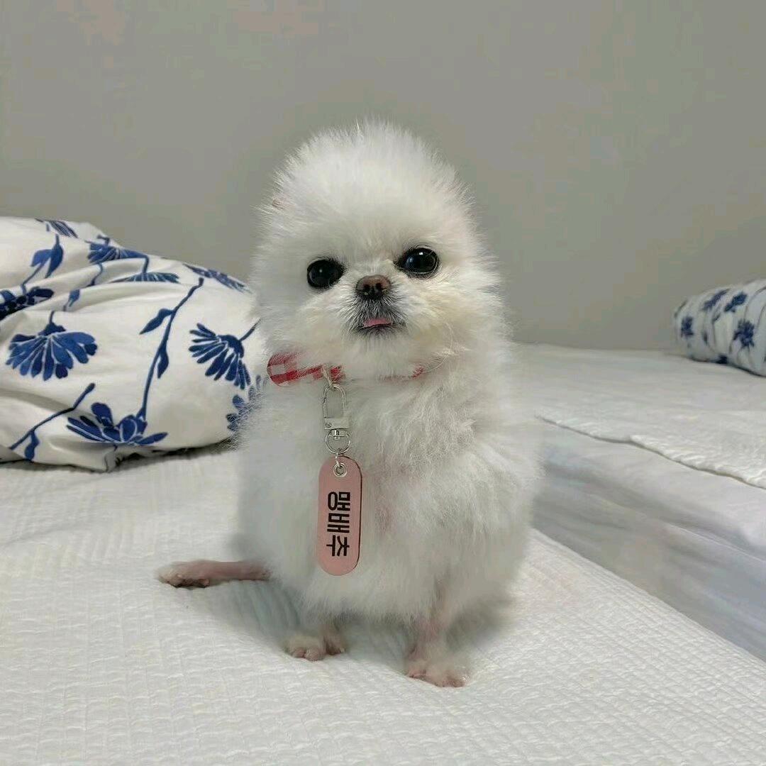 人间情报贩子头像