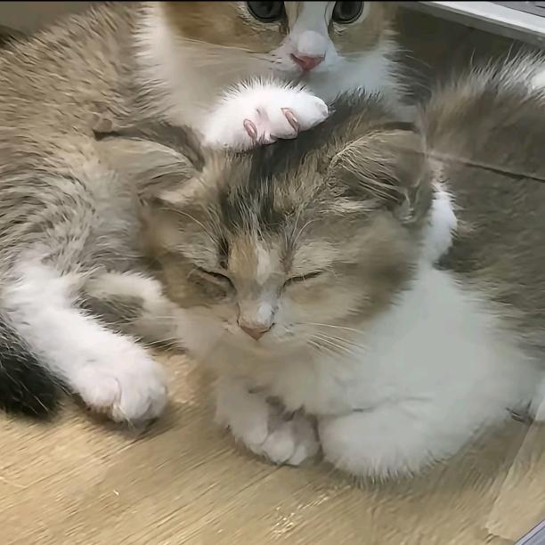 秋知屿