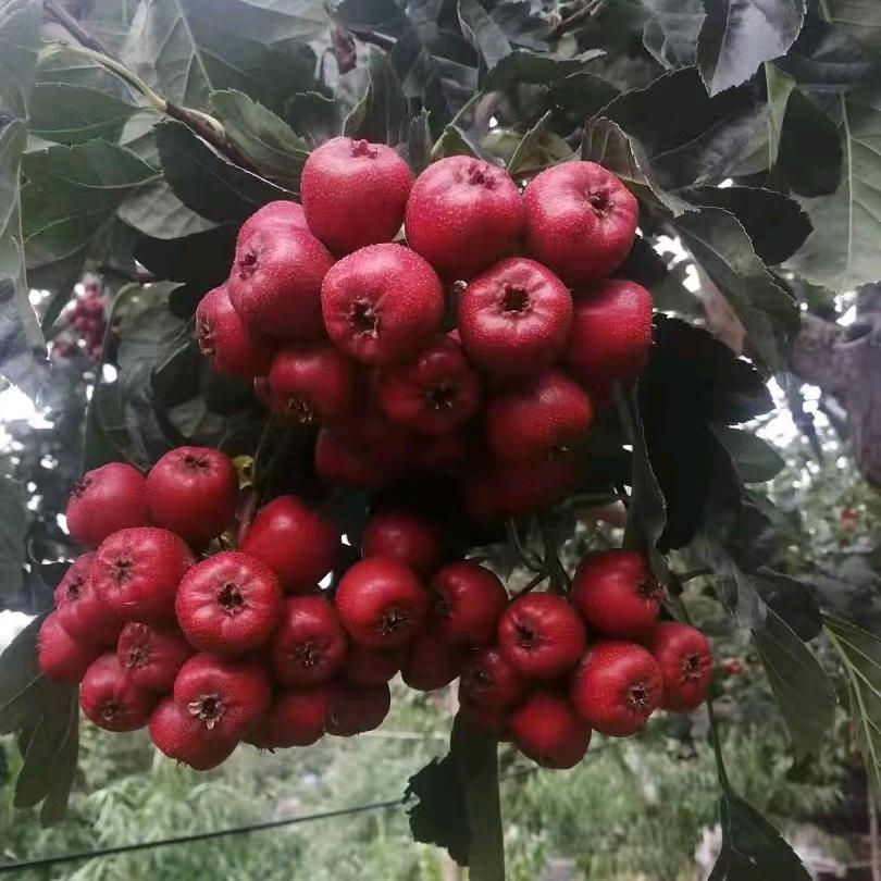 心灵，山楂批发