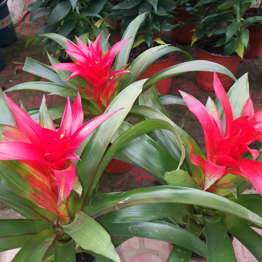 🍎️🍎️封心锁爱🍒️🍒️