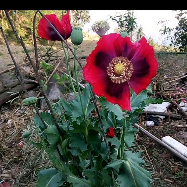 @✾͡ღ᭄ꦿ说好de幸福ﻬ