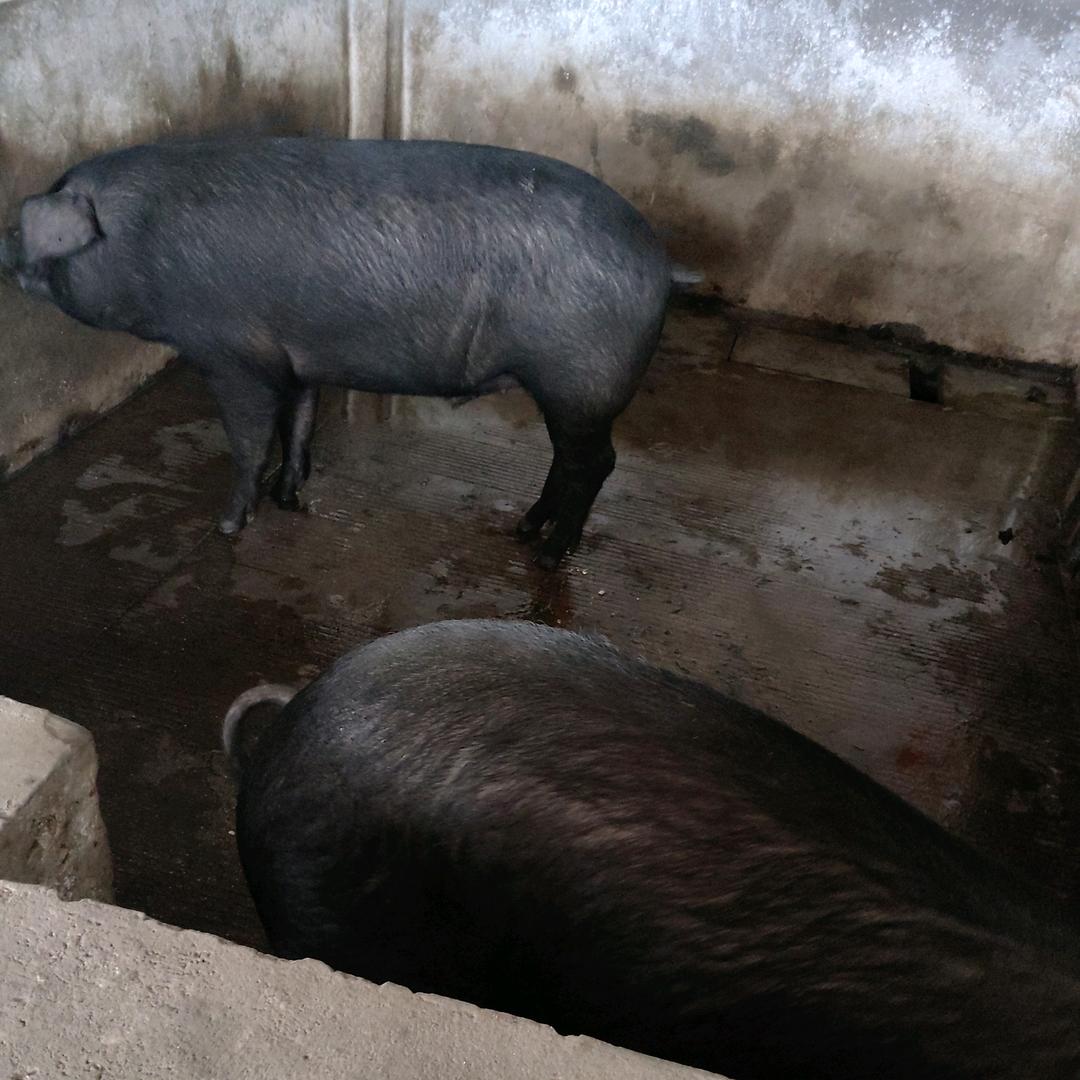 七哥鲜牛肉批发，生态粮食黑猪肉
