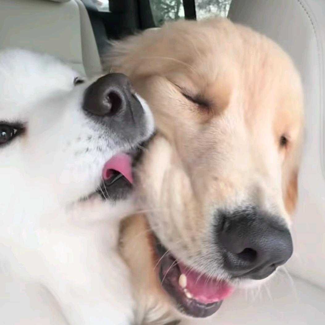 不要脸团队